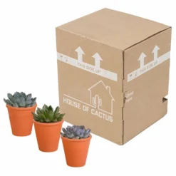 Echeveria Et Leurs Caches-pots Terracotta, Box De 3 Plantes - H12cm, ø9,5cm - Plantes D'intérieur -Jardin Harmonie Soldes Boutique b844b44b7419e9dd