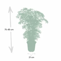 Polyscias Fruticosa - H75cm, ø21cm - Grande Plante D'intérieur -Jardin Harmonie Soldes Boutique b9798b8f80726a4a
