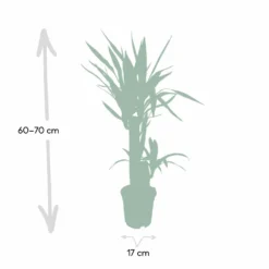 Yucca - H85cm, ø17cm - Grande Plante D'intérieur -Jardin Harmonie Soldes Boutique bb6cff045cc12a93