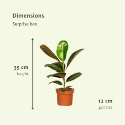 Box Suprise X6 - Plantes D'intérieur -Jardin Harmonie Soldes Boutique bb903151827f8d7f