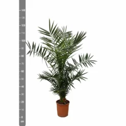 Palmier Des Canaries - H130cm, ø20cm - Très Grande Plante D'intérieur -Jardin Harmonie Soldes Boutique bba92ce5c8de1f17