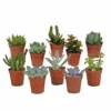 Succulentes, Box De 10 Plantes - H13cm, ø5,5cm - Plantes D'intérieur -Jardin Harmonie Soldes Boutique bbddecabd404f6d0