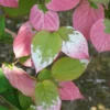 Actinidia Kolomikta - Actinidia Kolomikta 3l -Jardin Harmonie Soldes Boutique bc87ba047bcb9525