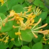 Chèvrefeuille De Tellmann - Lonicera Tellmaniana 3l -Jardin Harmonie Soldes Boutique bd353daf4535113a
