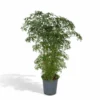 Polyscias Fruticosa - H75cm, ø21cm - Grande Plante D'intérieur -Jardin Harmonie Soldes Boutique be831cfac596d939
