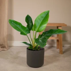 Philodendron Imperial Green - H65cm - ø19cm - Plante D'intérieur -Jardin Harmonie Soldes Boutique bf4291338a157f0d