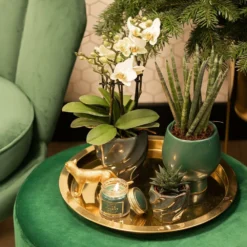 Haworthia Limifolia - ø6cm - H11cm, ø6cm - Plante D'intérieur -Jardin Harmonie Soldes Boutique bf7305019d958c28