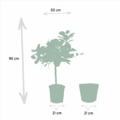 Ficus Elastica Melany, Ficus Benghalensis Audrey Et Leurs Paniers Noirs, Duo De Plantes - Grandes Plantes D'intérieur -Jardin Harmonie Soldes Boutique bfc6aa07fa1f577d