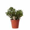 Crassula - H18cm, ø9cm - Plante D'intérieur -Jardin Harmonie Soldes Boutique c2b5861801bfe887