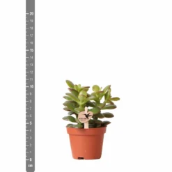 Crassula - H11cm, ø6cm - Plante D'intérieur -Jardin Harmonie Soldes Boutique c4e1906cdfe0566b