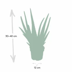 Aloe Vera - H30cm, ø12cm - Plante D'intérieur Succulente -Jardin Harmonie Soldes Boutique c62c5fdd3bcbbb2c