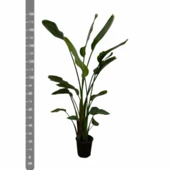 Strelitzia Nicolai Xxl - H180cm, ø24cm - Très Grande Plante D'intérieur -Jardin Harmonie Soldes Boutique c8034890acb344ba