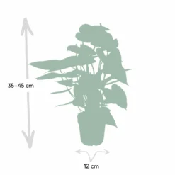 Anthurium Rouge - H40cm, ø12cm - Plante D'intérieur -Jardin Harmonie Soldes Boutique c9996e5be3d5689d