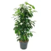 Ficus Benjamini "danielle" En Pot De 17cm -Jardin Harmonie Soldes Boutique ca647f3c3689898e
