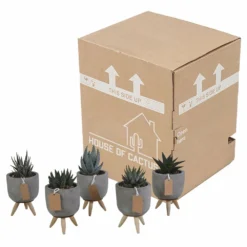 Gasteria, Haworthia Et Leurs Caches-pots, Box De 5 Plantes - H11cm, ø6,5cm - Plantes D'intérieur 9 Gasteria, Haworthia Et Leurs Caches-pots, Box De 5 Plantes - H11cm, ø6,5cm - Plantes D'intérieur -Jardin Harmonie Soldes Boutique ca78553d44d0f269