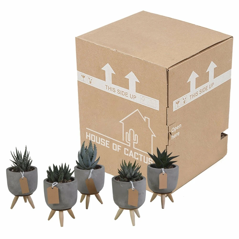 Gasteria, Haworthia Et Leurs Caches-pots, Box De 5 Plantes - H11cm, ø6,5cm - Plantes D'intérieur 5 Gasteria, Haworthia Et Leurs Caches-pots, Box De 5 Plantes - H11cm, ø6,5cm - Plantes D'intérieur – Image 3