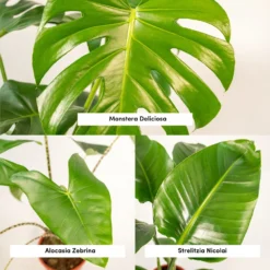 Delicious Monstera, Alocasia Zebrina, Strelitzia Nicolai - Plantes D'intérieur -Jardin Harmonie Soldes Boutique cbdd6cc8c548d956