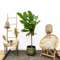 Ficus Lyrata Xl - H150cm, ø30cm - Très Grande Plante D'intérieur -Jardin Harmonie Soldes Boutique cbf3a6952e7e701c