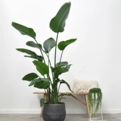 Strelitzia Nicolai Xxl - H180cm, ø24cm - Très Grande Plante D'intérieur -Jardin Harmonie Soldes Boutique cc64f77cd6b0781d