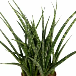 Sansevieria Fernwood Punk - H30cm, ø12cm - Plante D'intérieur Sans Entretien -Jardin Harmonie Soldes Boutique cda90238b05458e8