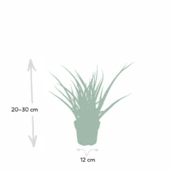 Sansevieria Fernwood Punk - H30cm, ø12cm - Plante D'intérieur Sans Entretien -Jardin Harmonie Soldes Boutique ce253637df77bdc2
