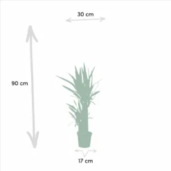 Yucca X3 - Grandes Plantes D'intérieur -Jardin Harmonie Soldes Boutique ce4ed4497003ae8b