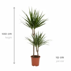 Dracaena Marginata - H100cm, ø19cm - Très Grande Plante D'intérieur -Jardin Harmonie Soldes Boutique cf8d0162456f62c4