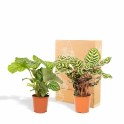 Calathea Makoyana, Calathea Orbifolia, Duo De Plantes - Plantes D'intérieur -Jardin Harmonie Soldes Boutique d2984aa7b87765fb