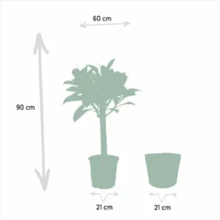 Ficus Elastica Melany, Ficus Benghalensis Audrey Et Leurs Paniers Noirs, Duo De Plantes - Grandes Plantes D'intérieur -Jardin Harmonie Soldes Boutique d392f1d78de46b53