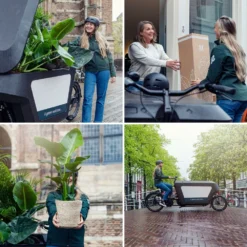 Rhipsalis Baccifera - H30cm, ø12cm - Plante D'intérieur Tombante -Jardin Harmonie Soldes Boutique d3a5bef6d9799bb3