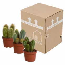 Cactus, Box De 3 Plantes - H15cm, ø10,5cm - Plantes D'intérieur -Jardin Harmonie Soldes Boutique d459fa507b1fa377