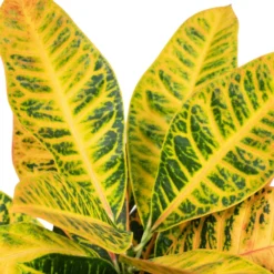 Codiaeum Petra Croton - H45cm, ø17cm - Plante D'intérieur -Jardin Harmonie Soldes Boutique d63ef20f5dac9490