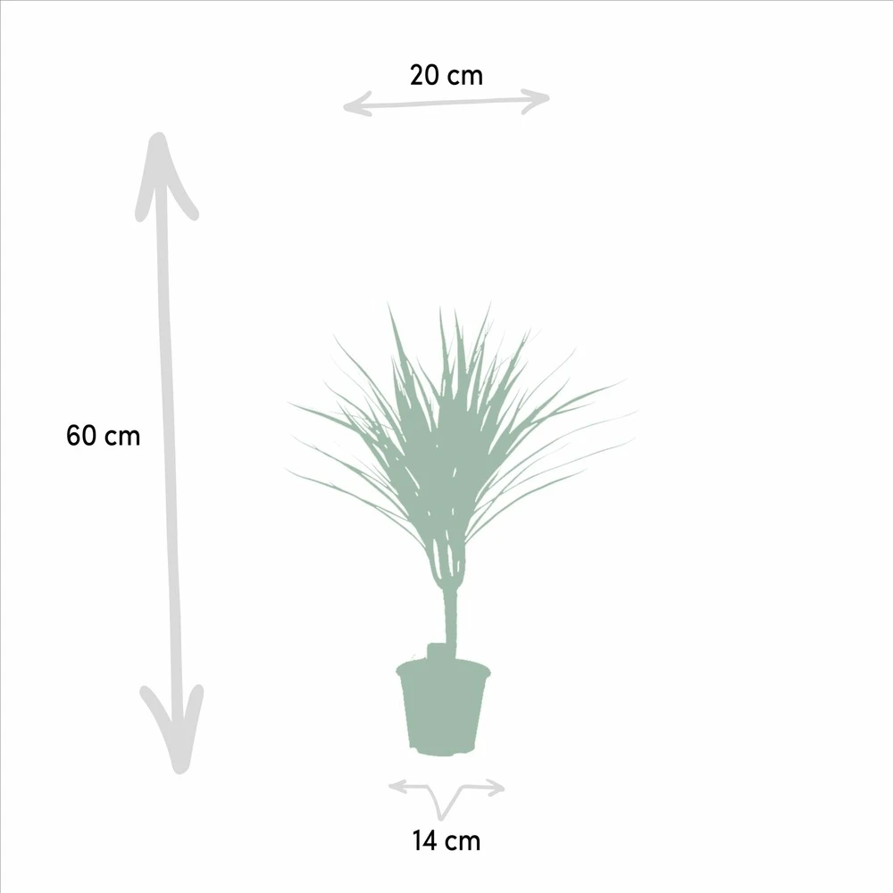 Dracaena Marginata - H60cm, ø14cm - Plante D'intérieur 6 Dracaena Marginata - H60cm, ø14cm - Plante D'intérieur – Image 4