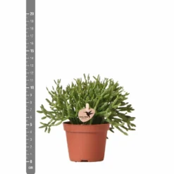 Rhipsalis Baccifera - H10cm, ø6cm - Plante D'intérieur -Jardin Harmonie Soldes Boutique d8a9a5d59c839e84
