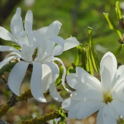 Magnolia étoilé Stellata/pot De 4l - 40/60 Cm -Jardin Harmonie Soldes Boutique d8d2b549ab6873c6