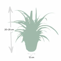 Chlorophytum - H25cm, ø12cm - Plante D'intérieur -Jardin Harmonie Soldes Boutique d954fc84ca9bd2b7