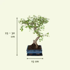 Bonsaï - H20cm, ø15cm - Plante D'intérieur -Jardin Harmonie Soldes Boutique d9f129d9789b8019