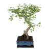 Bonsaï - H20cm, ø15cm - Plante D'intérieur -Jardin Harmonie Soldes Boutique dabdddb393c6dd6b