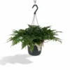 Humata Tyermannii - H20cm, ø17cm - Plante D'intérieur Tombante -Jardin Harmonie Soldes Boutique db2d60907247349b