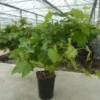 Vigne 'cardinal' Bio Tailles:pot De 6 Litres, Hauteur 60/80 Cm -Jardin Harmonie Soldes Boutique db65cb87dfea84fa