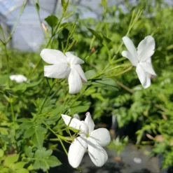 Jasmin De Grasse' - Jasminum Grandiflorum 3l -Jardin Harmonie Soldes Boutique db74d1bfad2ddd70