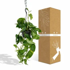 Epipremnum Aureum Scindapsus - H25cm, ø15cm - Plante D'intérieur Tombante -Jardin Harmonie Soldes Boutique db9b20f124efbe7d