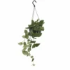 Pothos Scindapsus Pictus Epipremnum - H25cm, ø15cm - Plante D'intérieur Tombante -Jardin Harmonie Soldes Boutique dbe0fcf2b640a93c