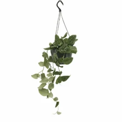 Pothos Scindapsus Pictus Epipremnum - H25cm, ø15cm - Plante D'intérieur Tombante