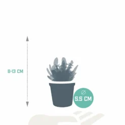 Succulentes, Box De 10 Plantes - H13cm, ø5,5cm - Plantes D'intérieur -Jardin Harmonie Soldes Boutique dc07a917fd48e161