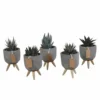 Gasteria, Haworthia Et Leurs Caches-pots, Box De 5 Plantes - H11cm, ø6,5cm - Plantes D'intérieur -Jardin Harmonie Soldes Boutique dd216f3ba7821b68