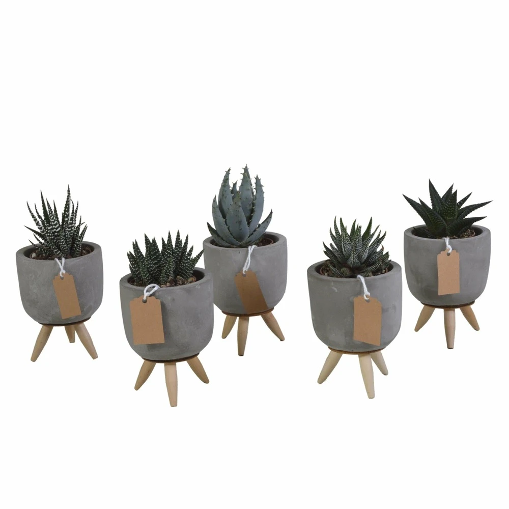 Gasteria, Haworthia Et Leurs Caches-pots, Box De 5 Plantes - H11cm, ø6,5cm - Plantes D'intérieur 3 Gasteria, Haworthia Et Leurs Caches-pots, Box De 5 Plantes - H11cm, ø6,5cm - Plantes D'intérieur