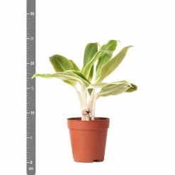 Plante Verte - Aglaonema Lipstick Green - H25cm, ø9cm - Plante D'intérieur -Jardin Harmonie Soldes Boutique dd249d9e41c4ce5a