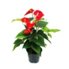 Flamant Flamant Rouge, Anthurium Anderanum, Pot De 17cm -Jardin Harmonie Soldes Boutique dd8a3cda76eb9c9a