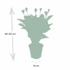 Calathea Crocata - H40cm, ø14cm - Plante D'intérieur -Jardin Harmonie Soldes Boutique df3661eddd8ff396